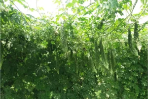 sogro bitter gourd lazer